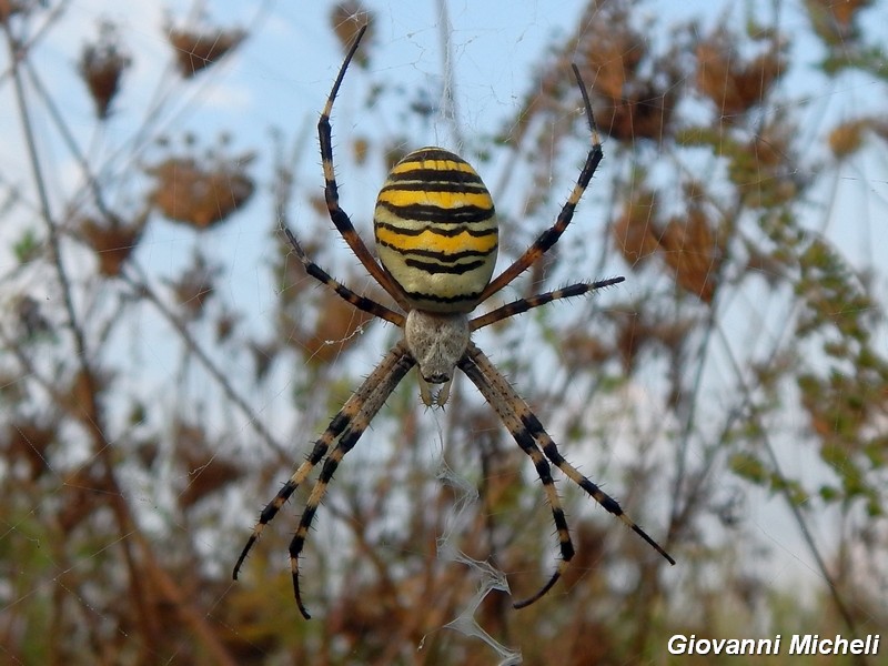 Argiope buennichi - Arluno MI